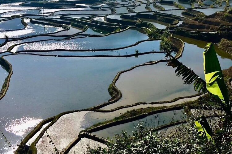 Les champs en terrasses de Yuanyang