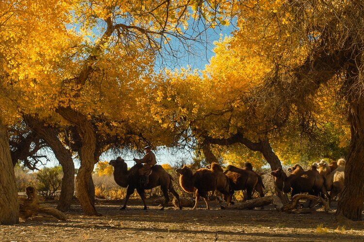 Ejina Desert Polar Forest in Inner Mongolia