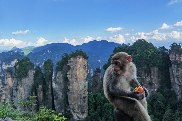 singe mangeant des fruits,Zhangjiajie